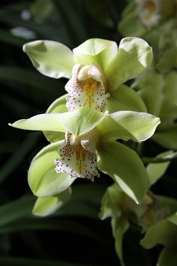 Orchids Number 12 Photograph by John Lautermilch