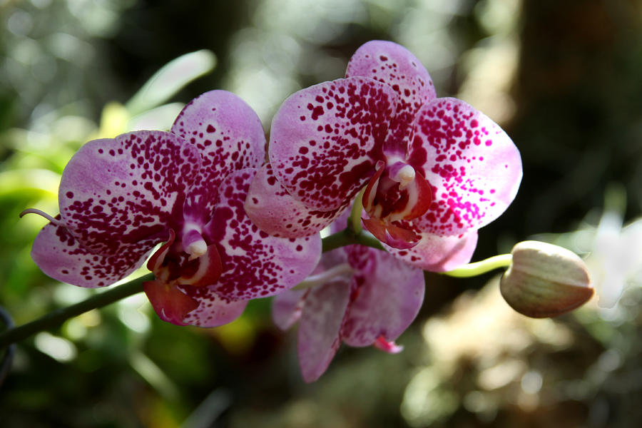Orchids Number 13 Photograph by John Lautermilch