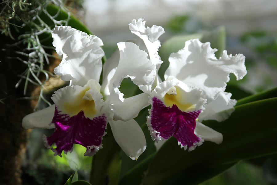 Orchids Number 16 Photograph by John Lautermilch