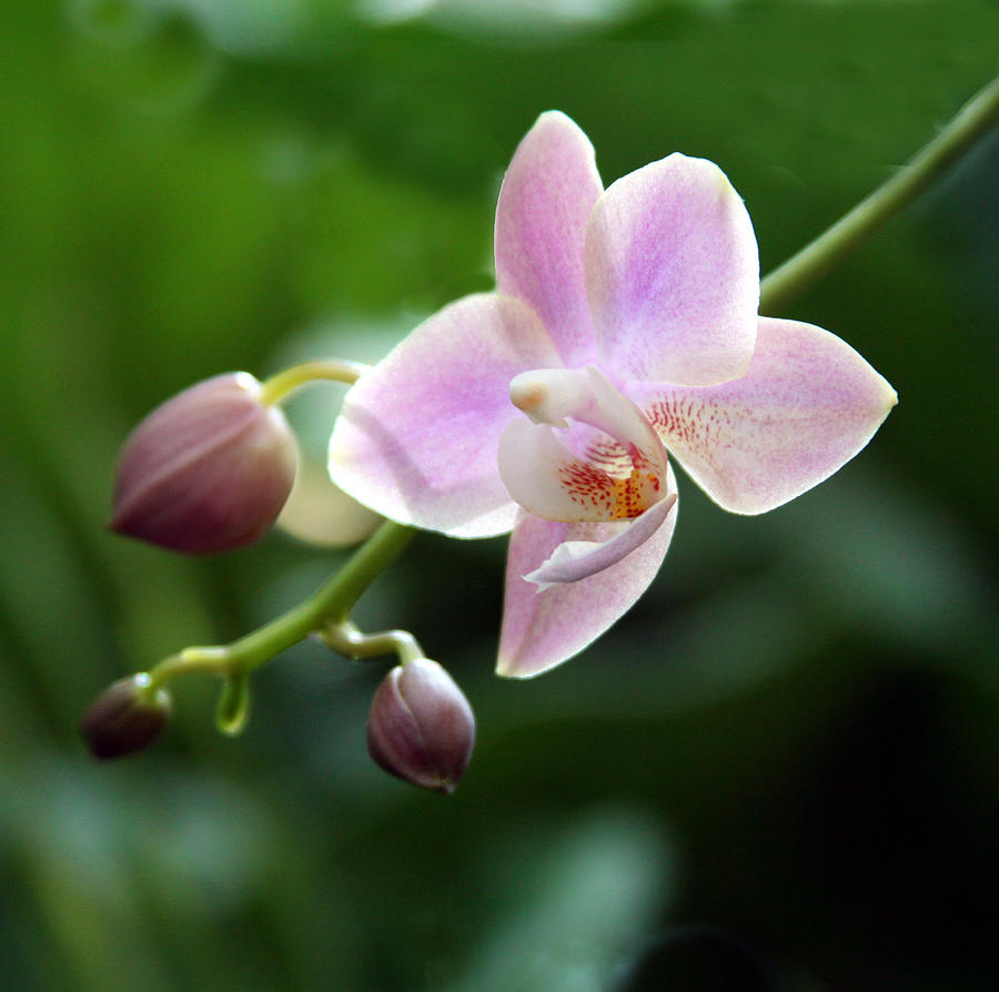 Orchids Number 17 Photograph by John Lautermilch