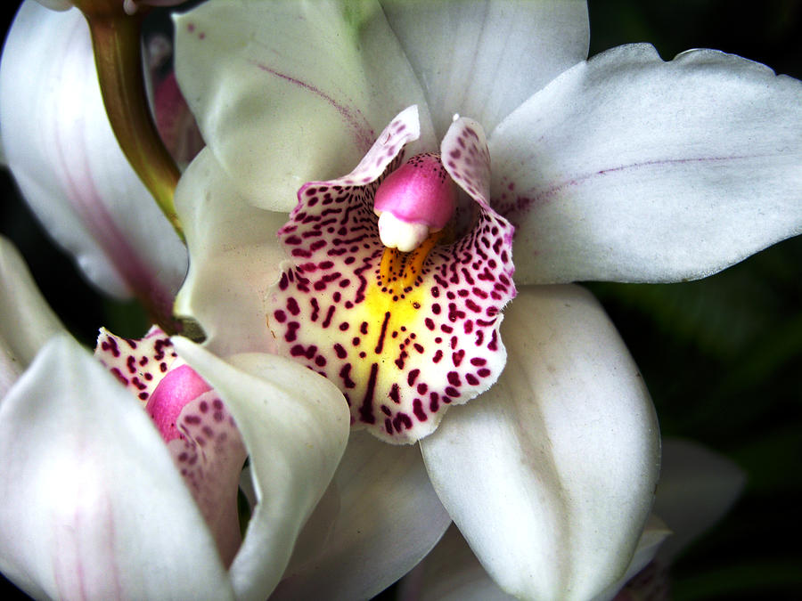 Orchids Number 18 Photograph by John Lautermilch