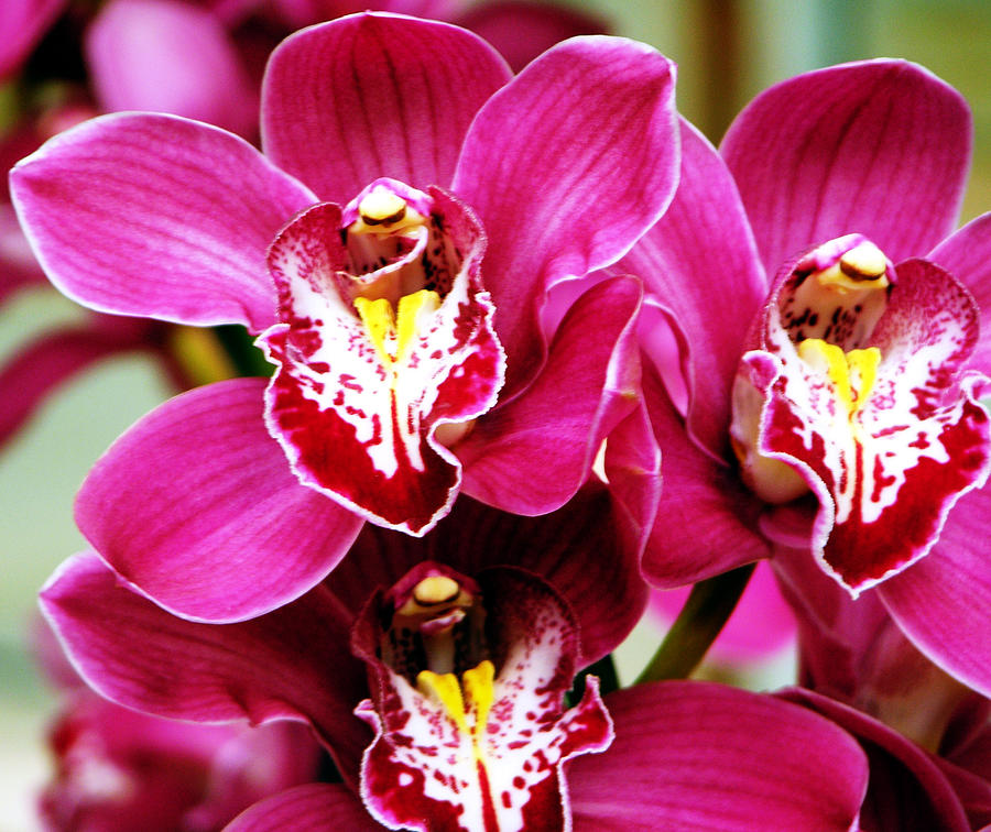 Orchids Number 19 Photograph by John Lautermilch