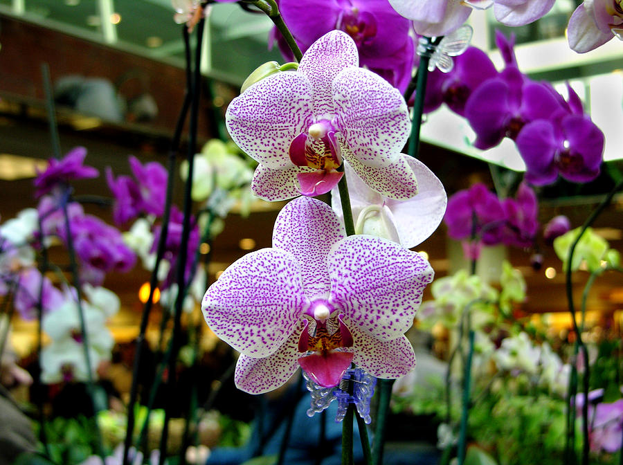 Orchids Number 20 Photograph by John Lautermilch