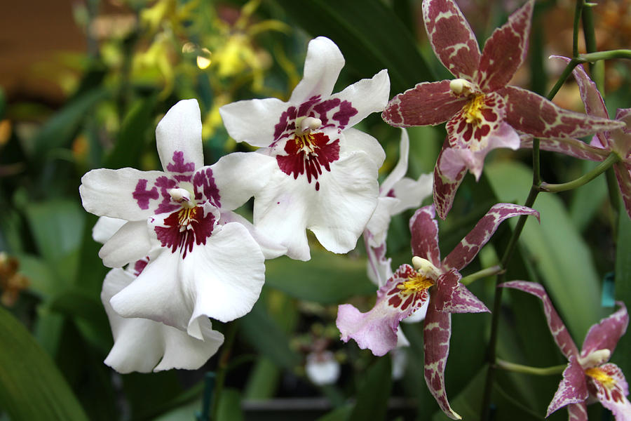 Orchids Number 3 Photograph by John Lautermilch