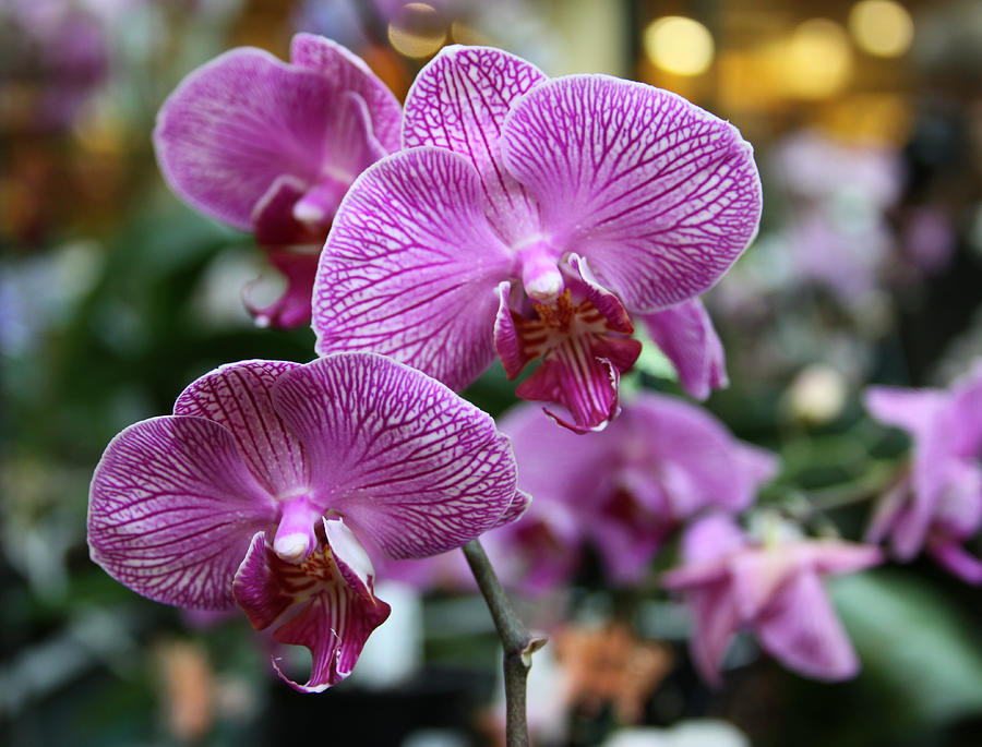 Orchids Number 4 Photograph by John Lautermilch