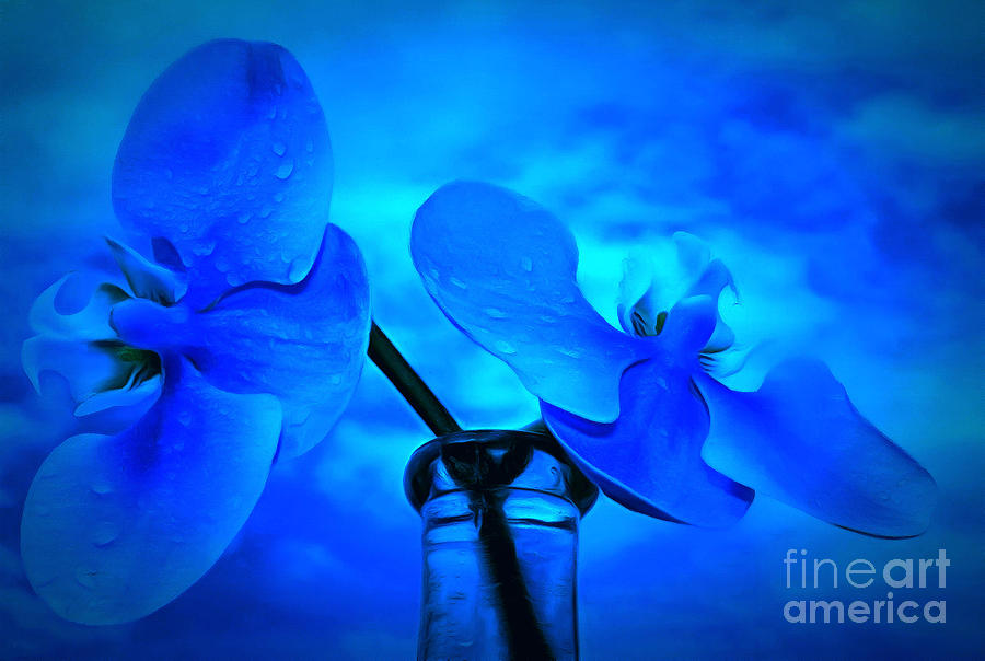 Orchids Of Blue Photograph by Krissy Katsimbras