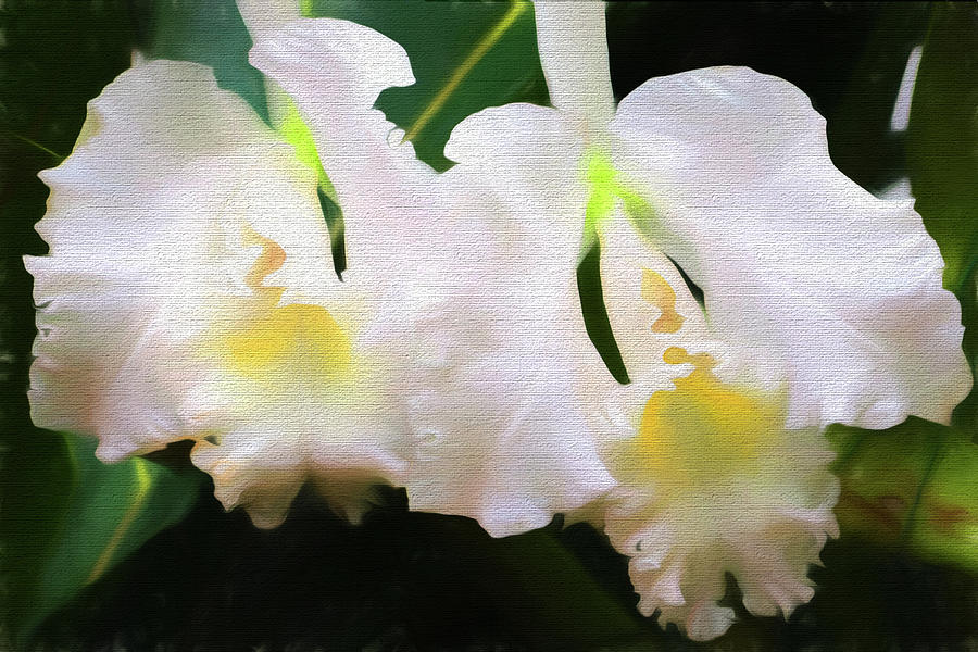 Orchids OKeeffe Photograph by John Freidenberg
