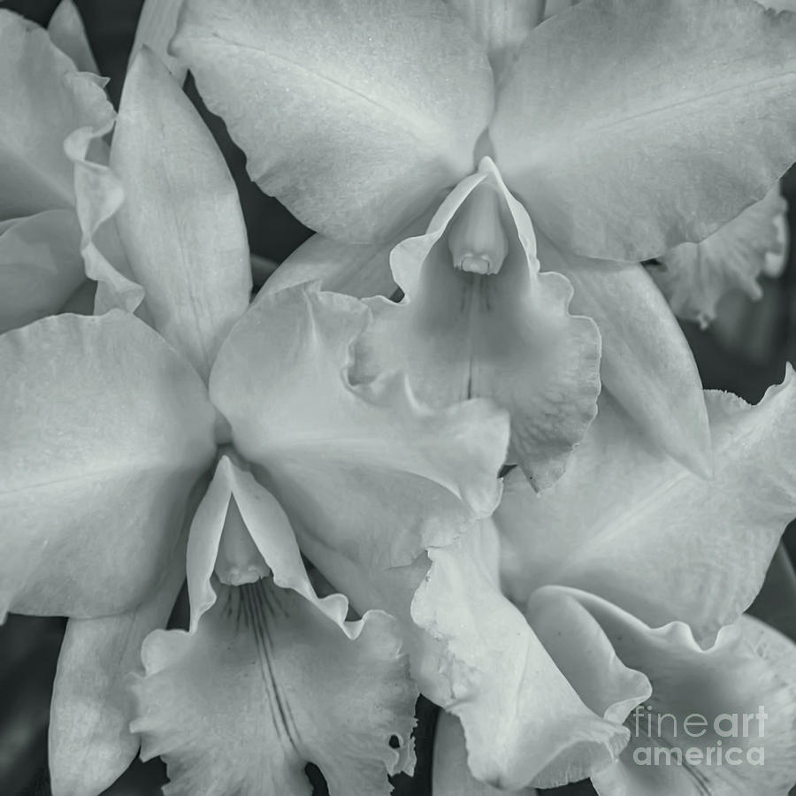 Orchids  Photograph by Olga Hamilton