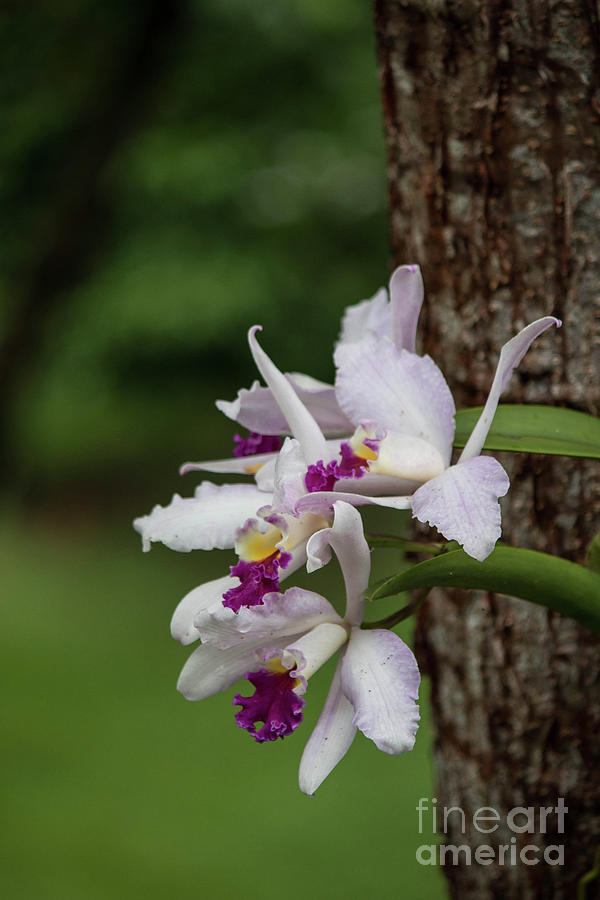 Orchids On a Tree Photograph by Teresa Wilson