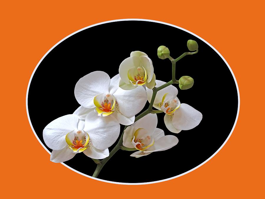 Orchids On Black and Orange Photograph by Gill Billington