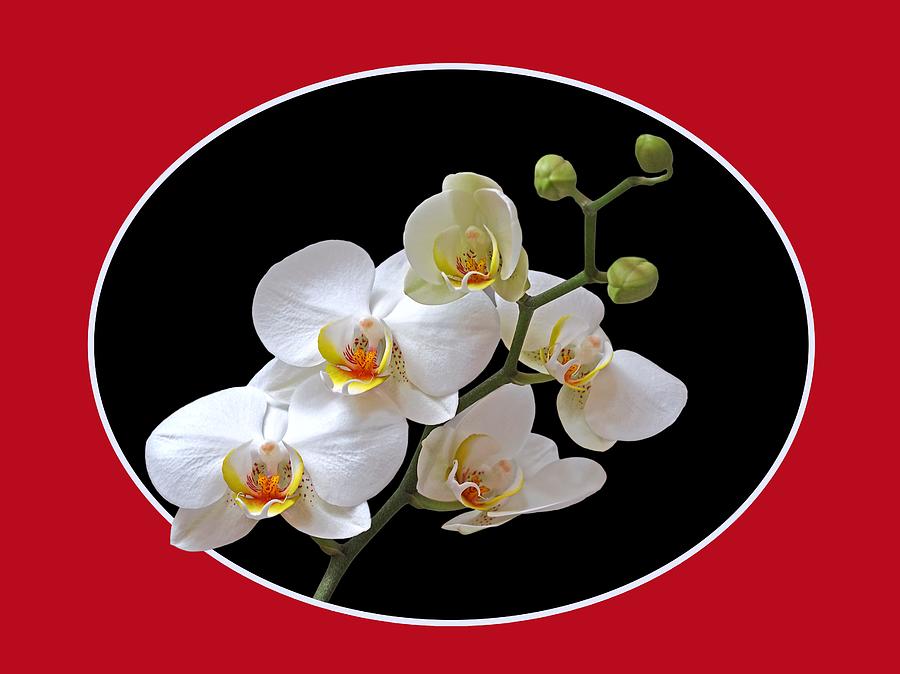 Orchids On Black and Red Photograph by Gill Billington