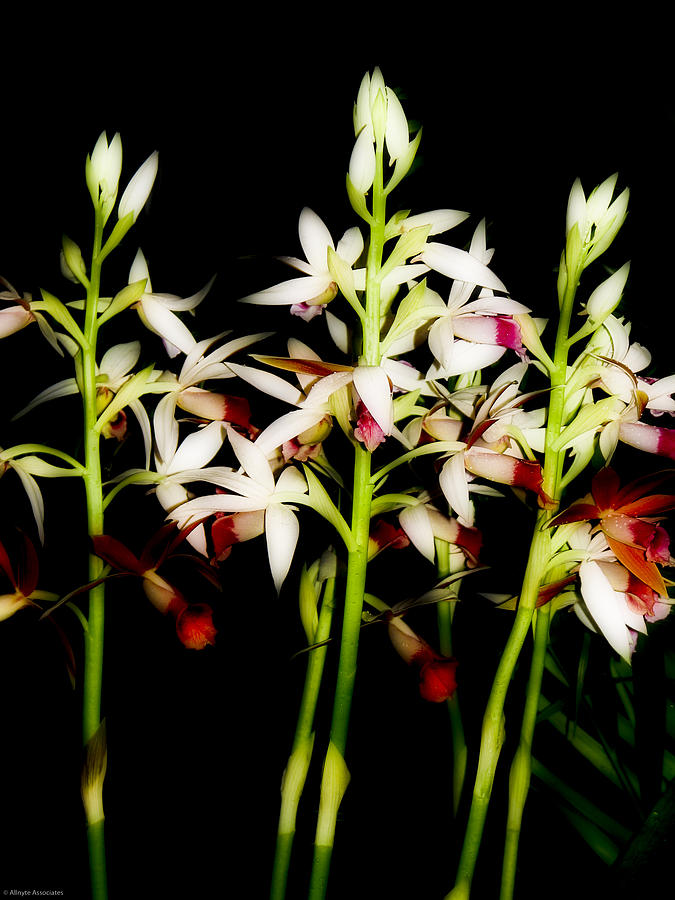 Flower Photograph - Orchids on Black by Ches Black