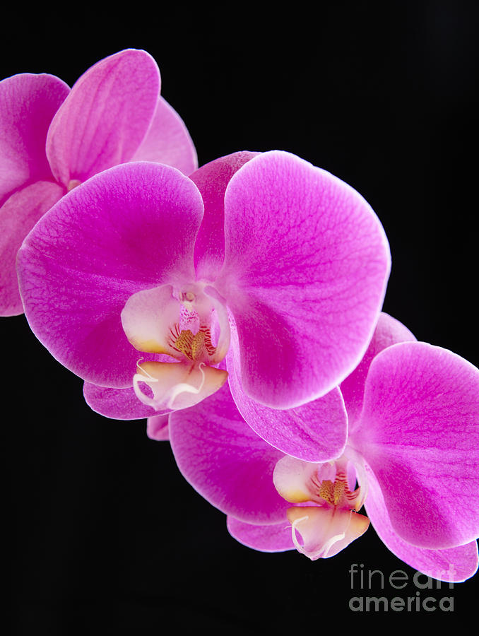 Orchids on Black II Photograph by Kyle Rothenborg - Printscapes