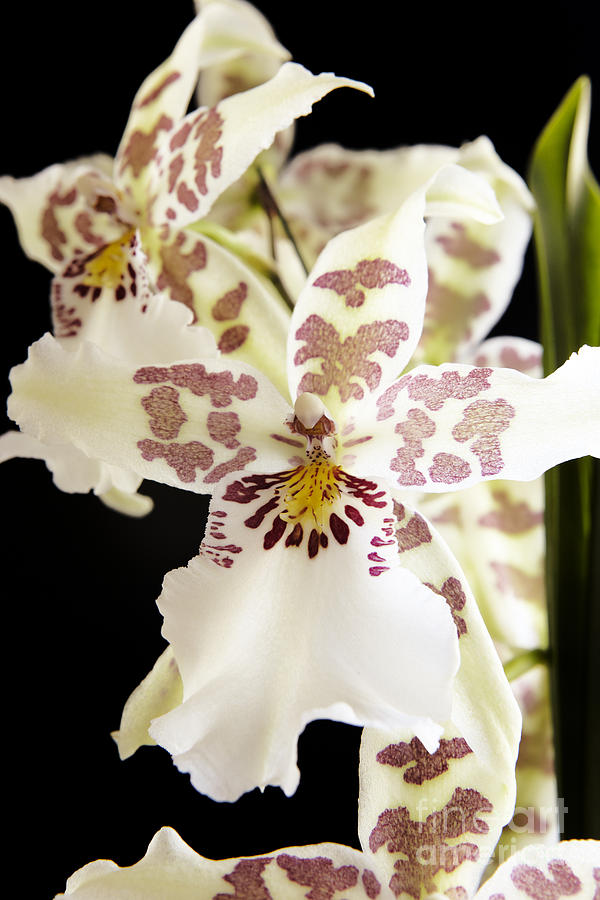 Orchids on Black IV Photograph by Kyle Rothenborg - Printscapes