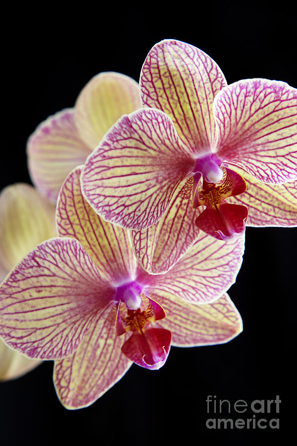Orchids on Black Photograph by Kyle Rothenborg - Printscapes