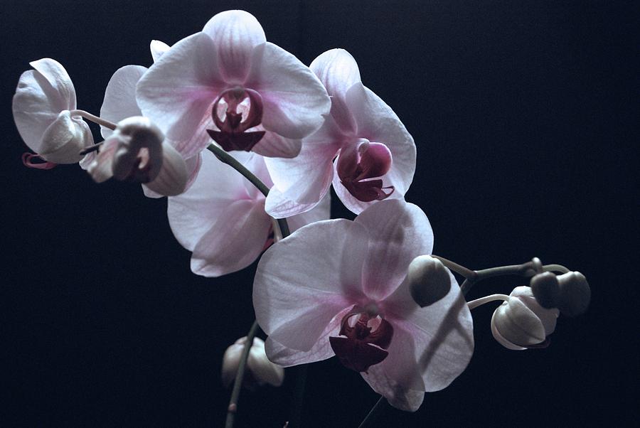 Orchids on Black Photograph by Margie Avellino