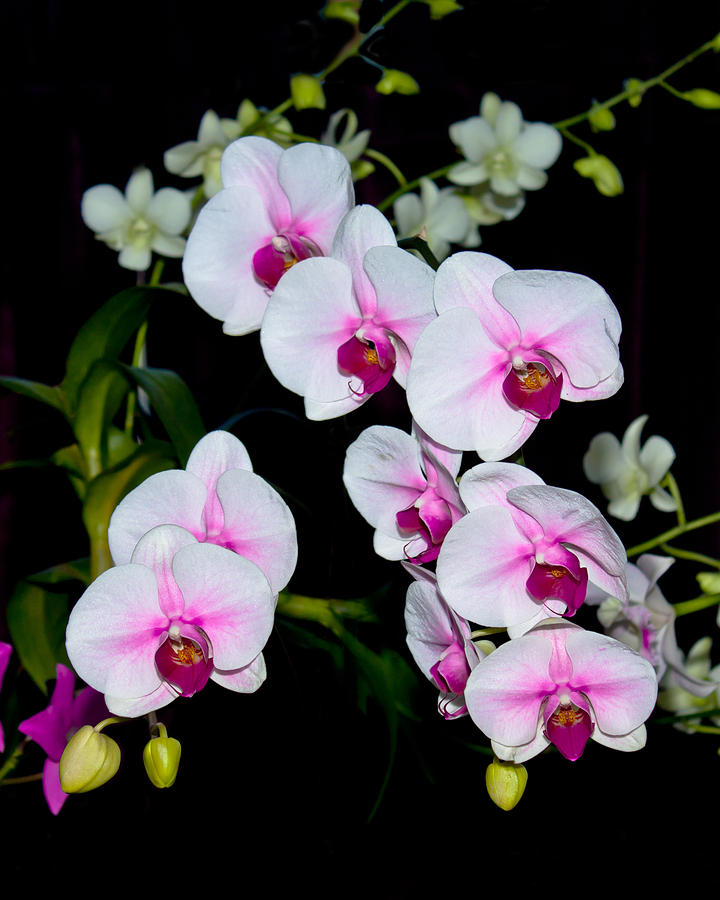 Orchids on Black Photograph by Michele A Loftus
