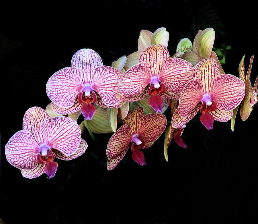 Orchids on Black Photograph by Rosalie Scanlon