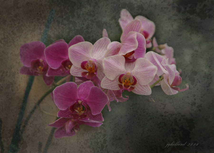 Orchids on Canvas Digital Art by Joseph G Holland