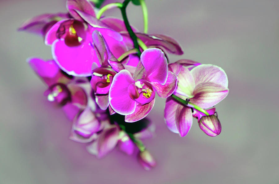 Orchids On Gray Photograph by Ann Bridges