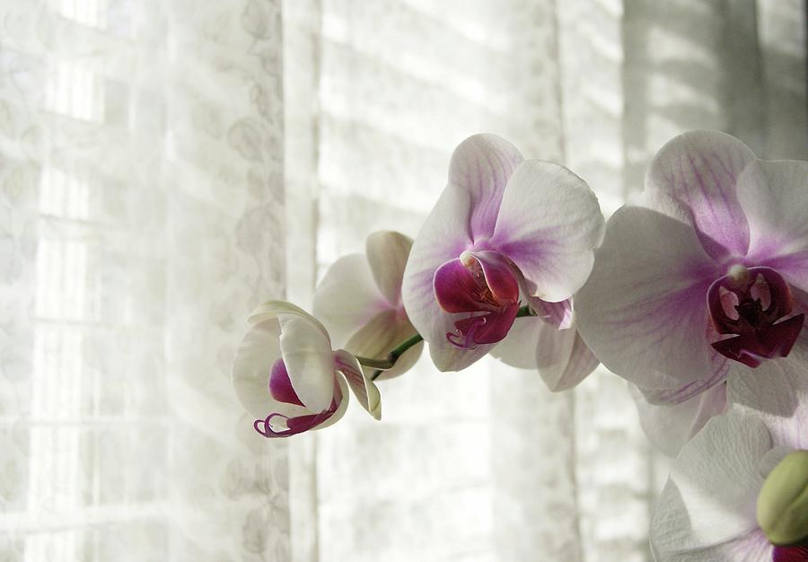 Orchids on my Window Sill Photograph by Margie Avellino