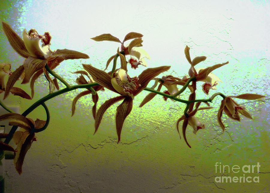 Orchids on Opalescence Photograph by Barbie Corbett-Newmin