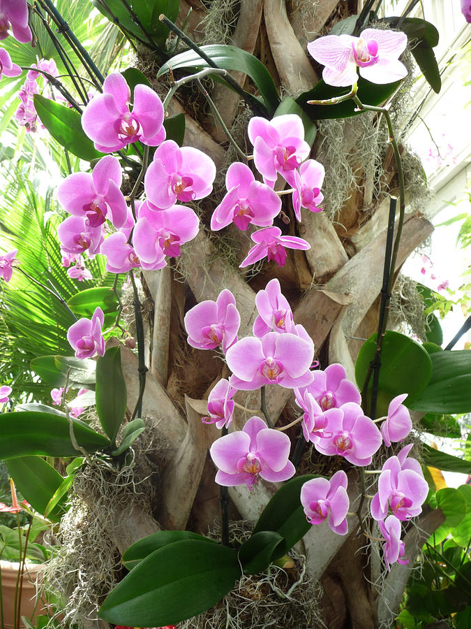 Orchids on Parade Photograph by Margie Avellino