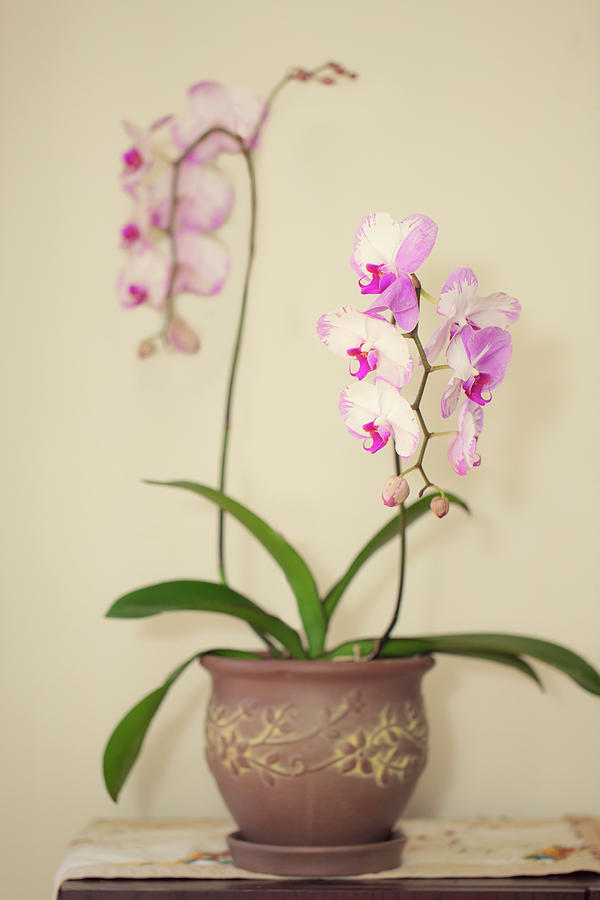 Orchids on Sideboard Photograph by Susan Gary