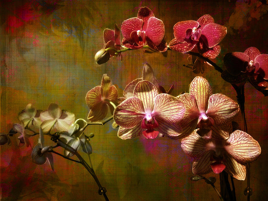 Orchids on Silk Photograph by John Rivera