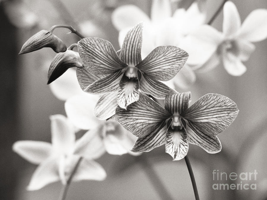 Orchids on Stem Photograph by Allan Seiden - Printscapes