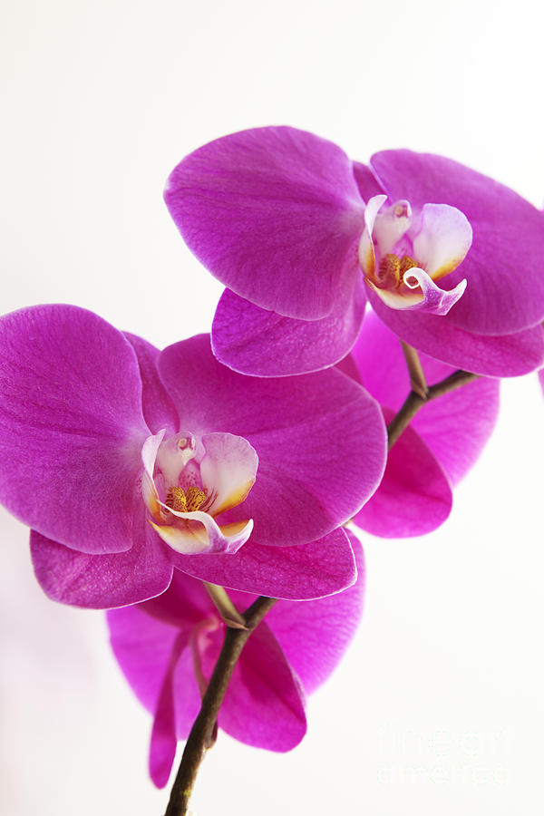 Orchids on White II Photograph by Kyle Rothenborg - Printscapes