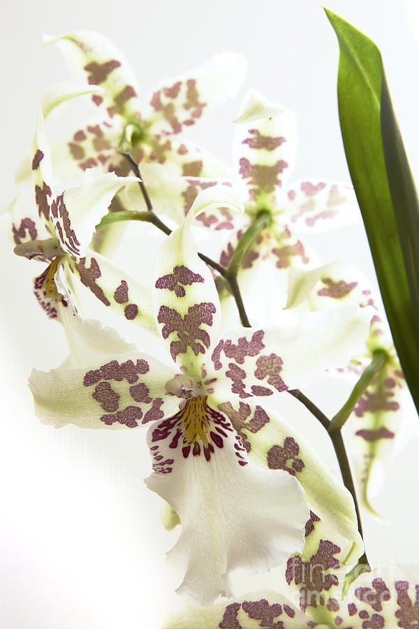 Orchids on White III Photograph by Kyle Rothenborg - Printscapes