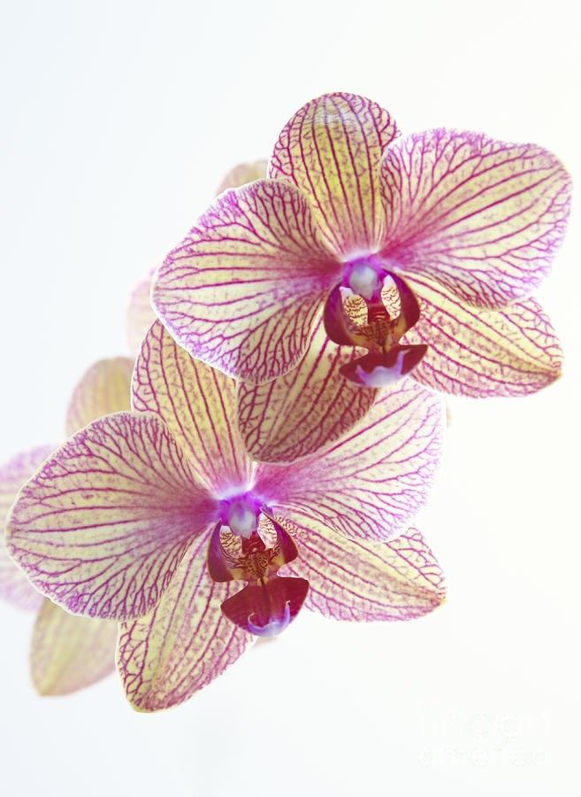 Orchids on White Photograph by Kyle Rothenborg - Printscapes