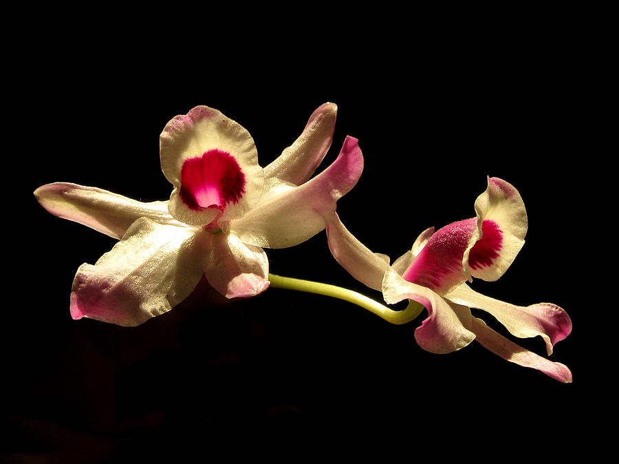 Orchids Only Photograph by Peggy Urban