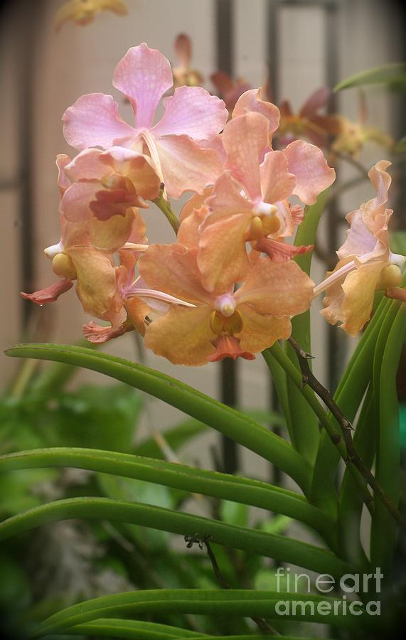 Orchids Peach Photograph by Alice Terrill