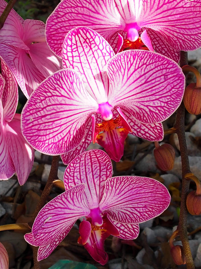 Orchids-Phalaenopsis Photograph by Karen Zuk Rosenblatt