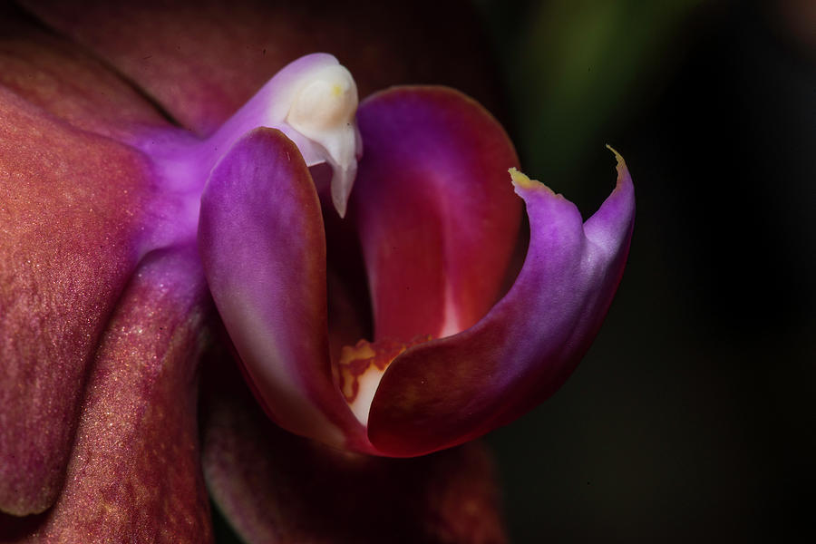 Orchids Purple Lips Photograph by Bob VonDrachek