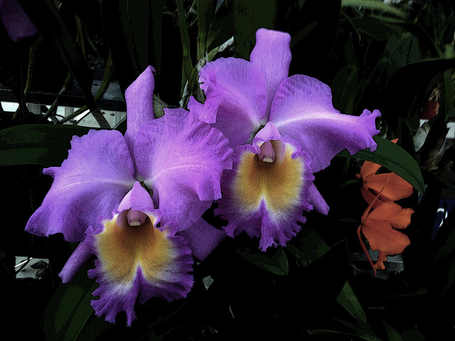 Orchids Purple Passion Photograph by Lesa Fine