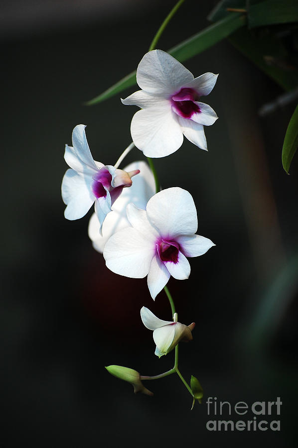 Orchids Photograph by Robert Meanor