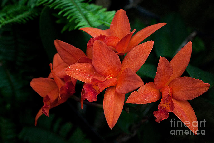 Orchid Photograph - Orchids by Robert Sander