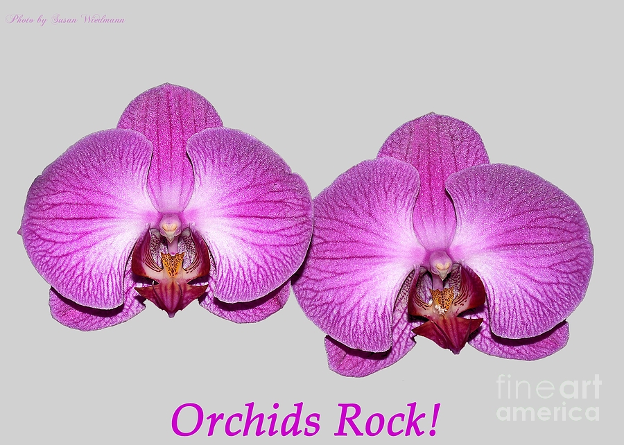 Nature Photograph - Orchids Rock by Susan Wiedmann