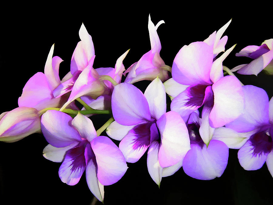 Orchids Digital Art by Ronald Bolokofsky