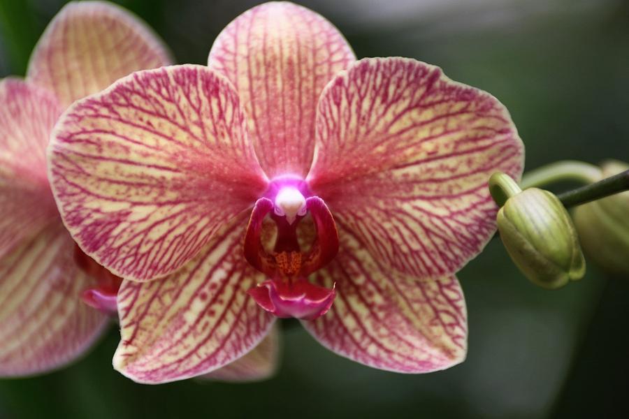 Orchids Photograph by Sally Falkenhagen - Fine Art America