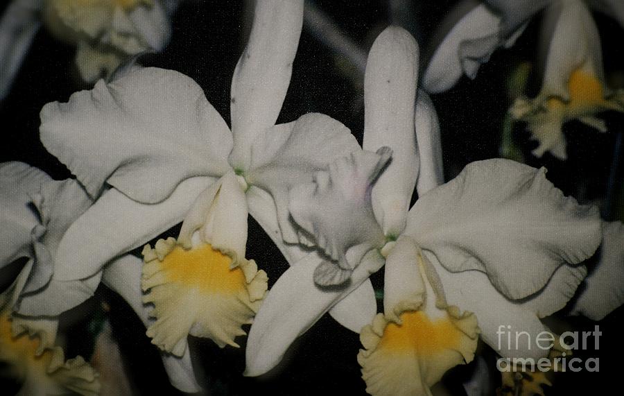 Orchids Satin Photograph by Alice Terrill