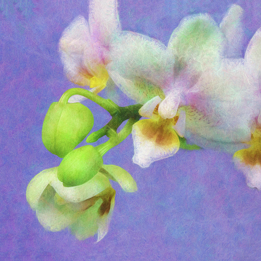 Orchids Photograph by Sheryl Karas