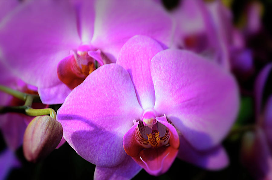 Orchids Photograph by Stewart Helberg