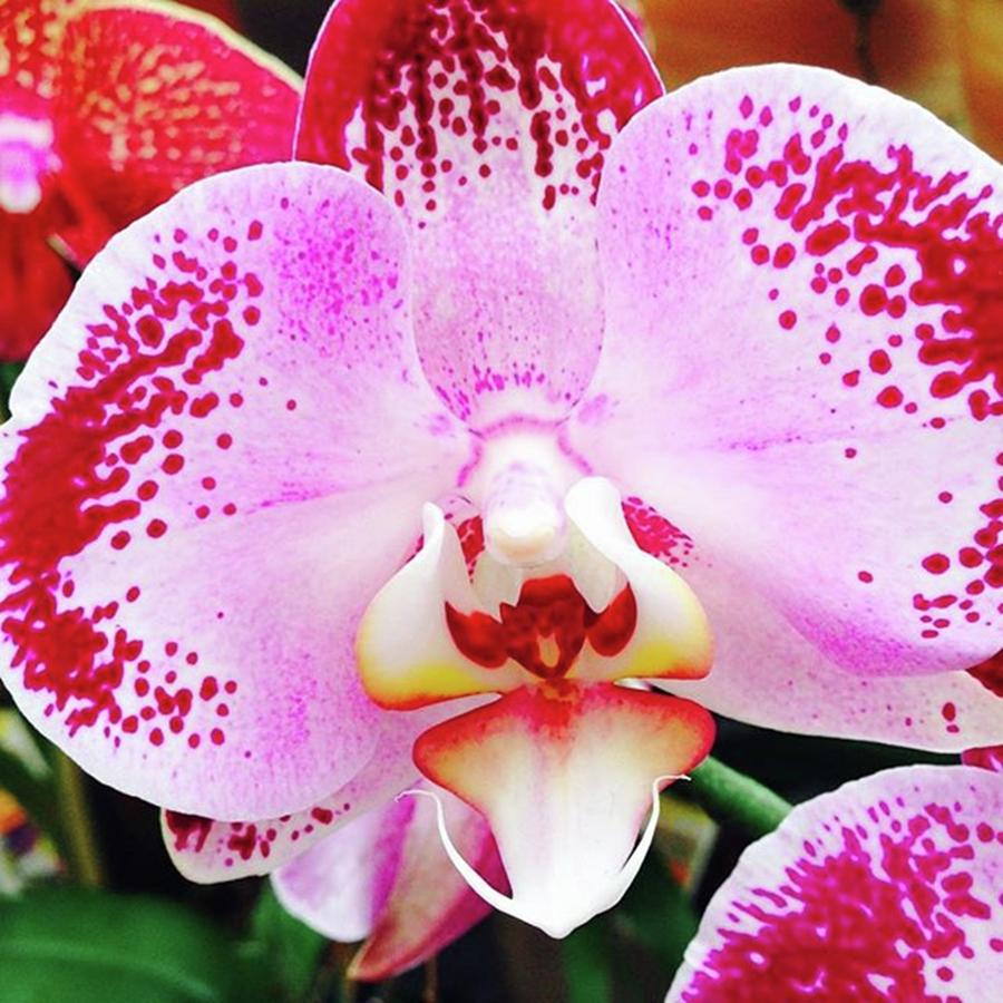 Orchids Photograph - #orchids by Susan Nash
