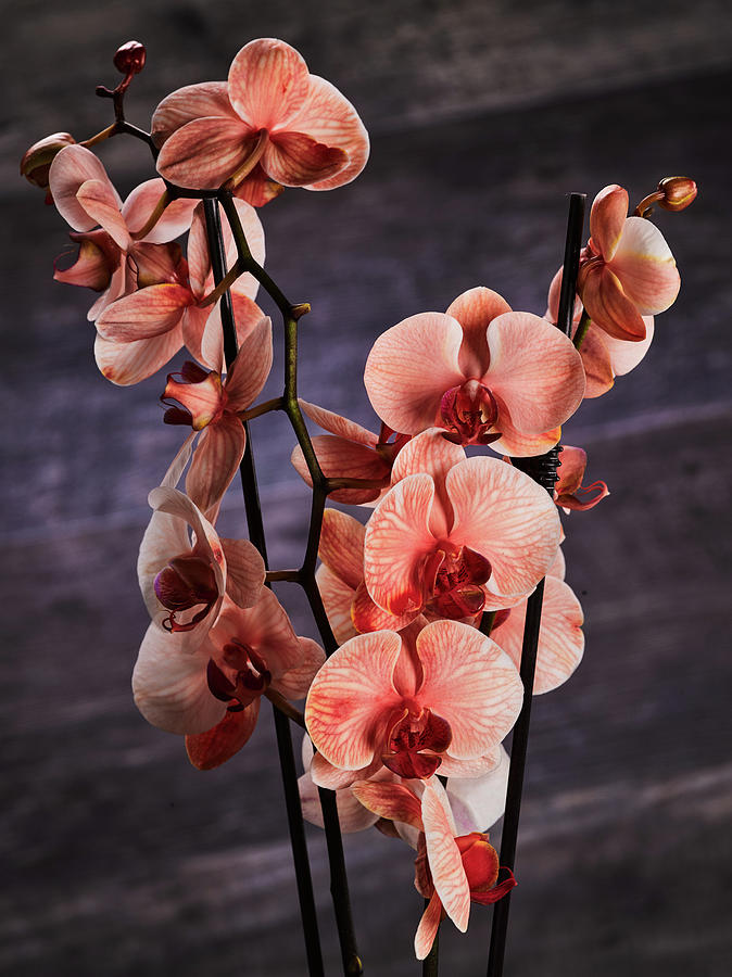 Orchids by Teresa Mann Orchids by Teresa Mann