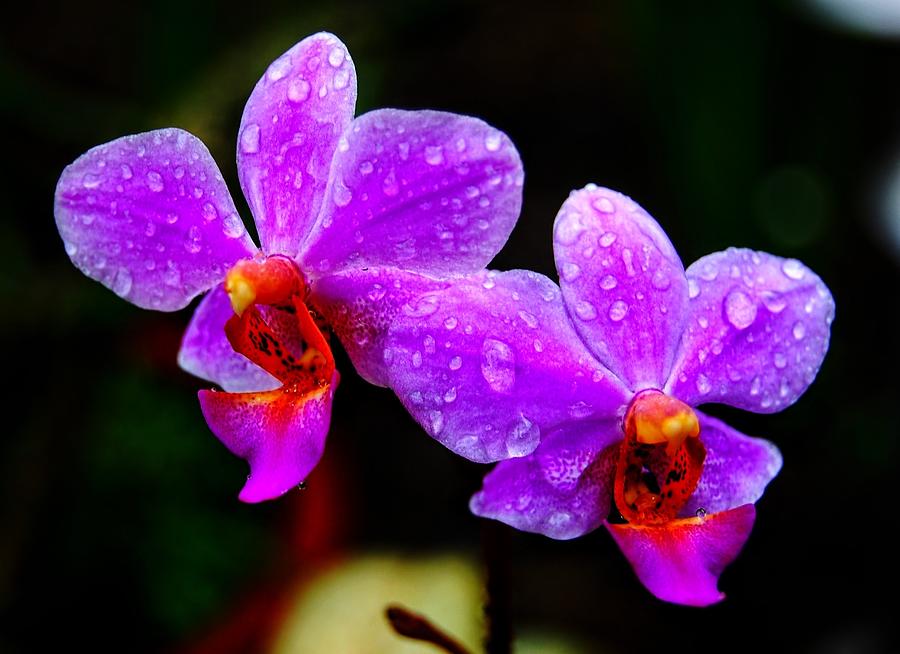 Orchids-Thailand Photograph by Duncan Davies
