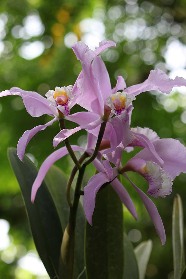 Orchids Photograph by Thomas Pipia